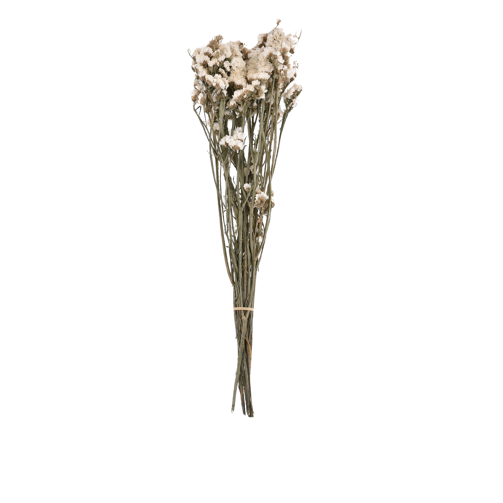 LIMONIUM SINENSE  WHITE L 60 cm