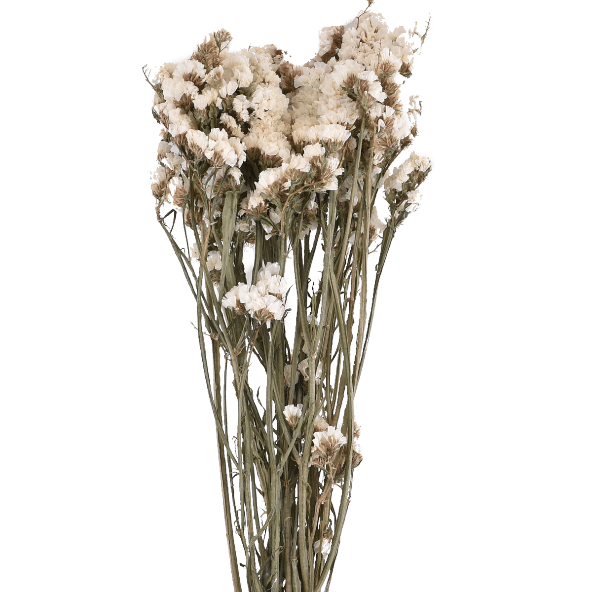 LIMONIUM SINENSE  WHITE L 60 cm