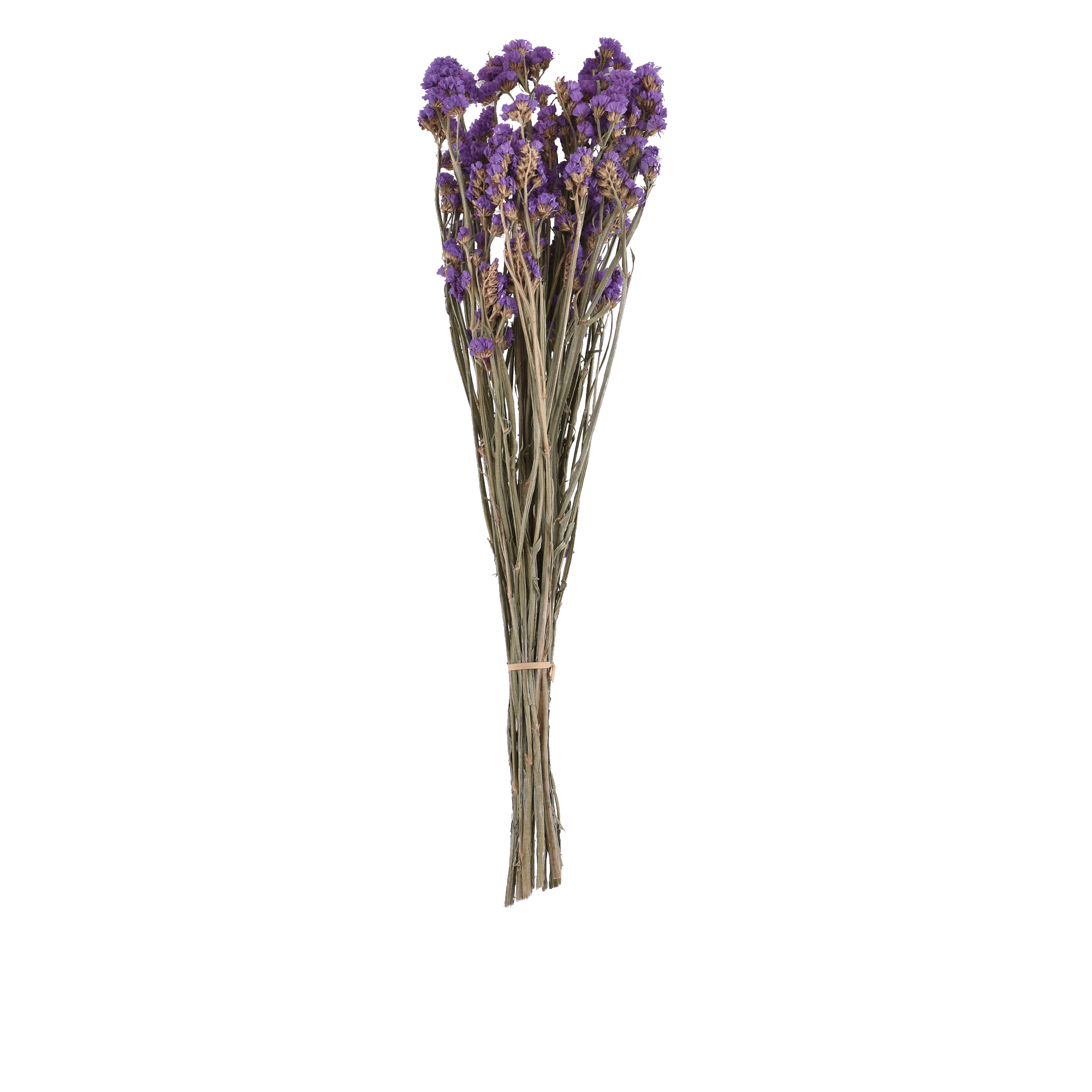 LIMONIUM SINENSE  ROSE PINK L 60 cm