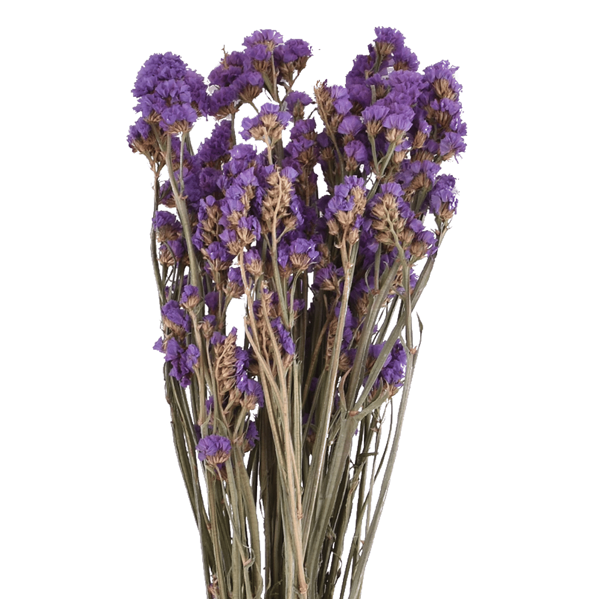 LIMONIUM SINENSE  ROSE PINK L 60 cm
