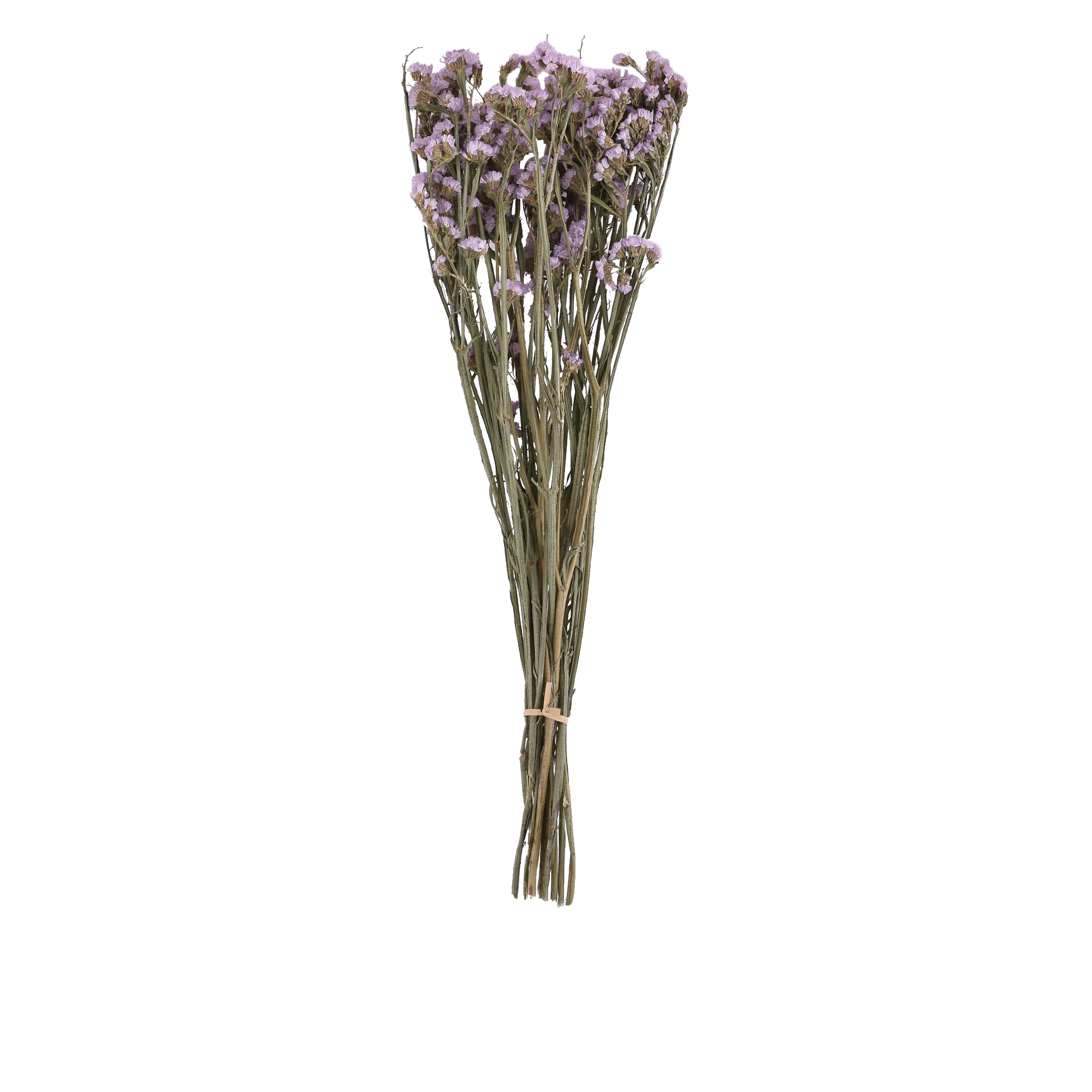 LIMONIUM SINENSE  PINK L 60 cm
