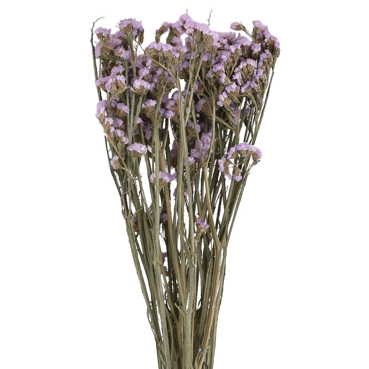 LIMONIUM SINENSE  PINK L 60 cm