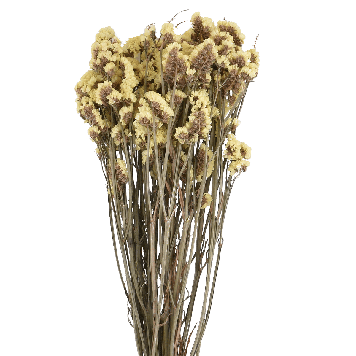 LIMONIUM SINENSE  YELLOW L 60 cm