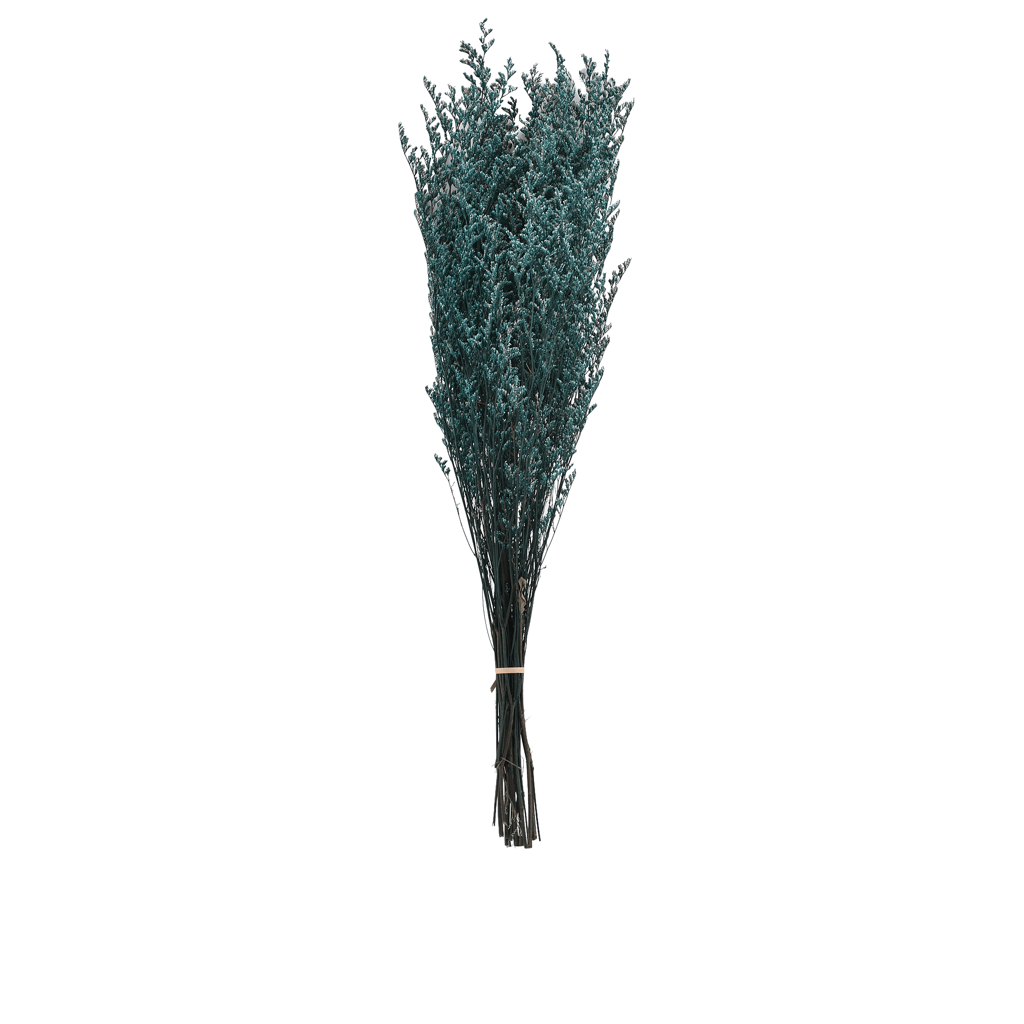 PRESERVE CODARIOCALYX  BLUE L 60 cm