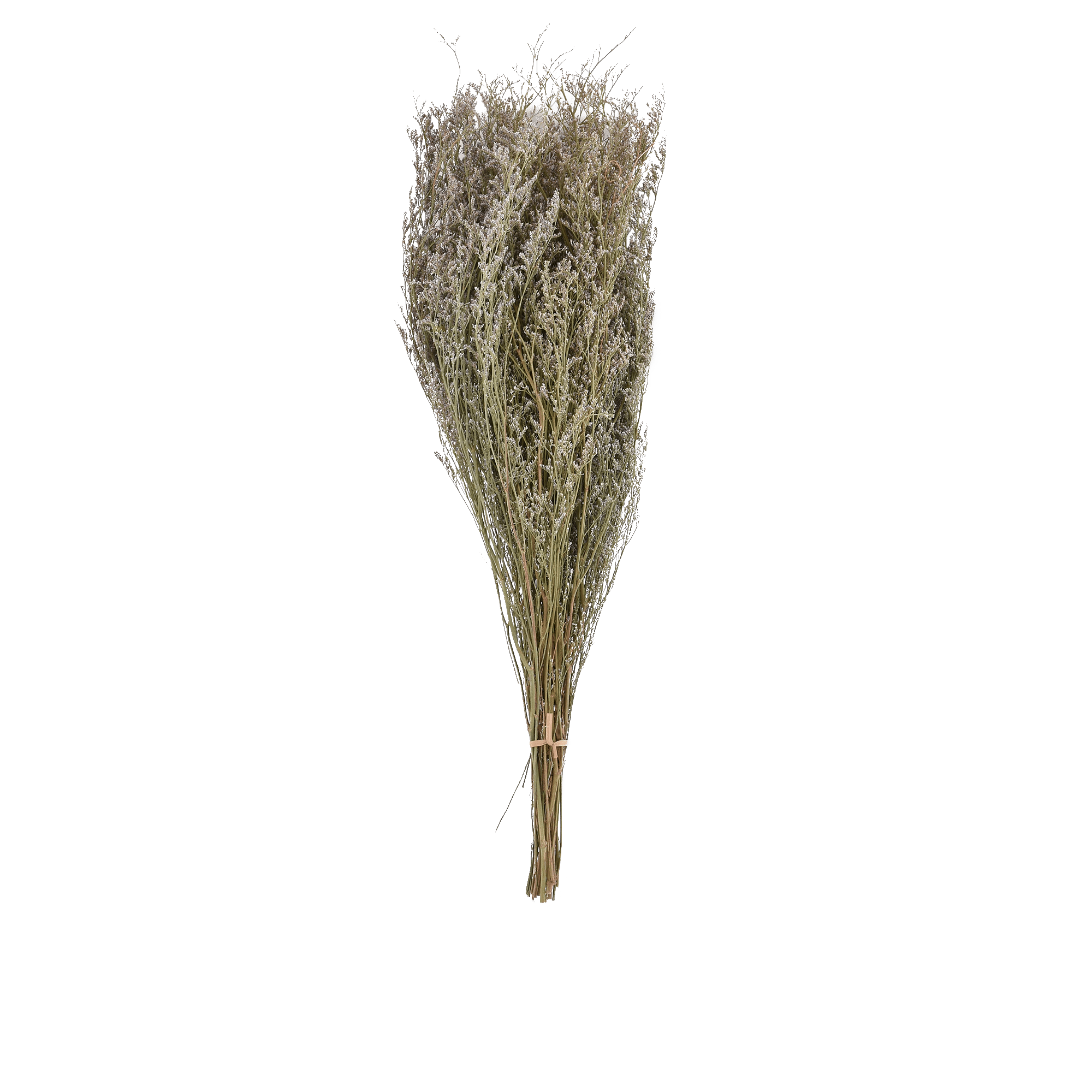 PRESERVE CODARIOCALYX  NATURAL L 60 cm