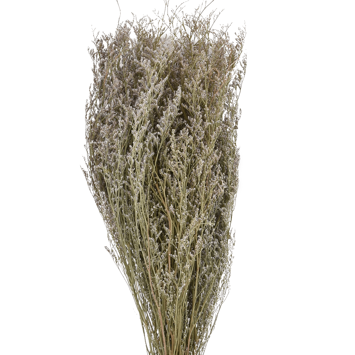 PRESERVE CODARIOCALYX  NATURAL L 60 cm