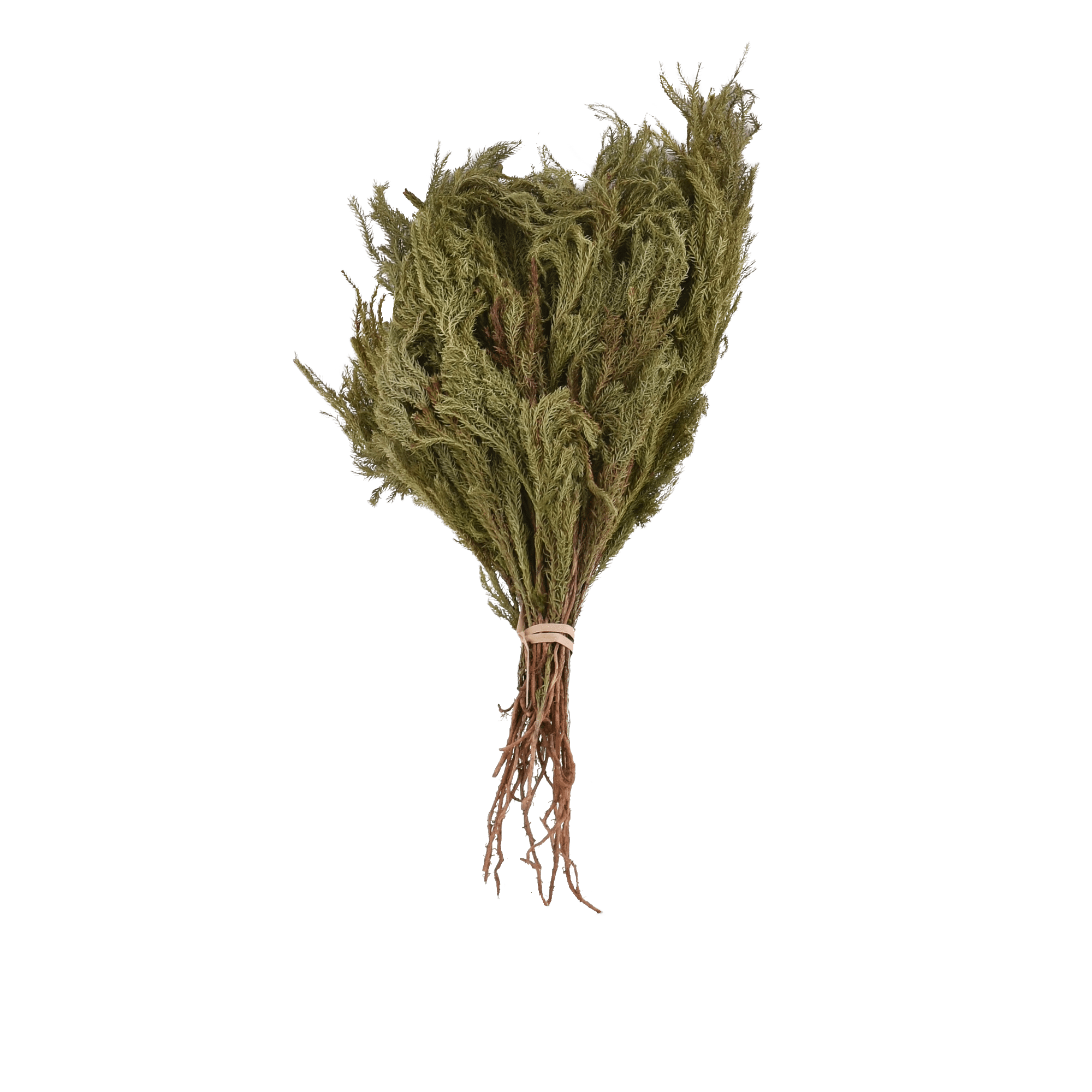 LYCOPODIUM JAPONICUM NATURAL L 25 cm