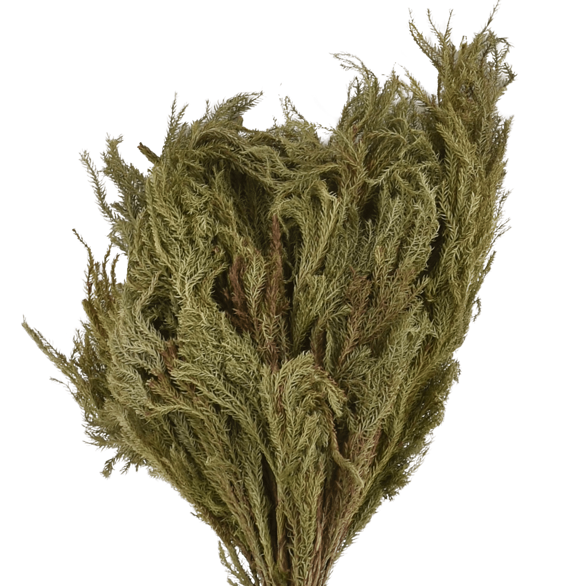 LYCOPODIUM JAPONICUM NATURAL L 25 cm