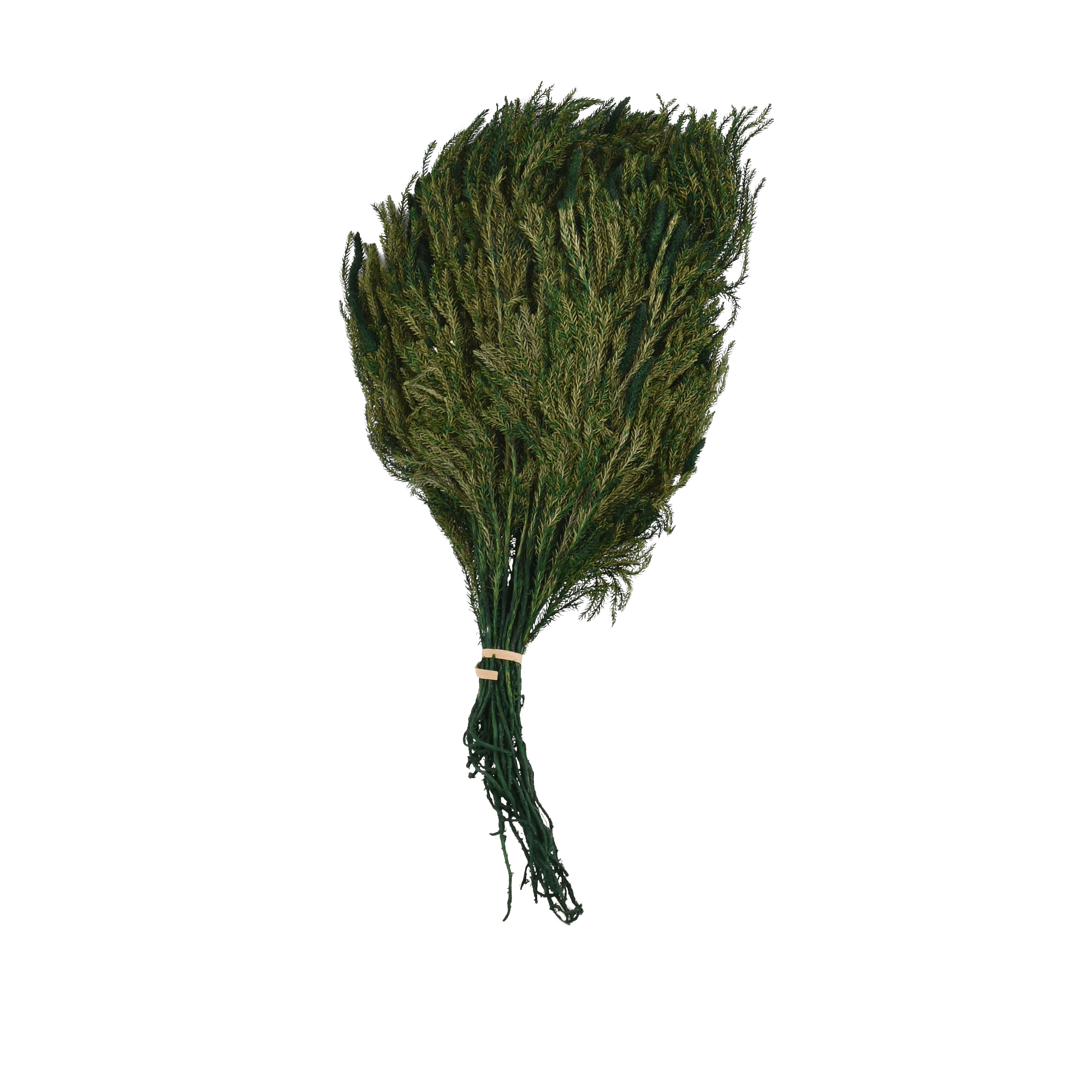LYCOPODIUM JAPONICUM  GREEN L 25 cm