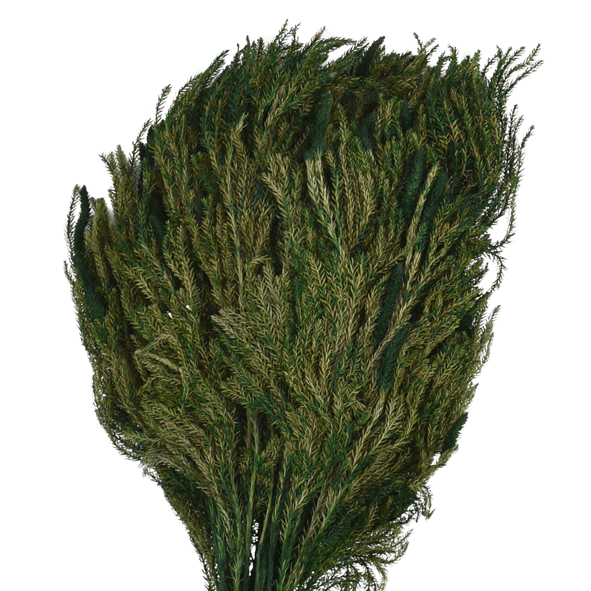 LYCOPODIUM JAPONICUM  GREEN L 25 cm