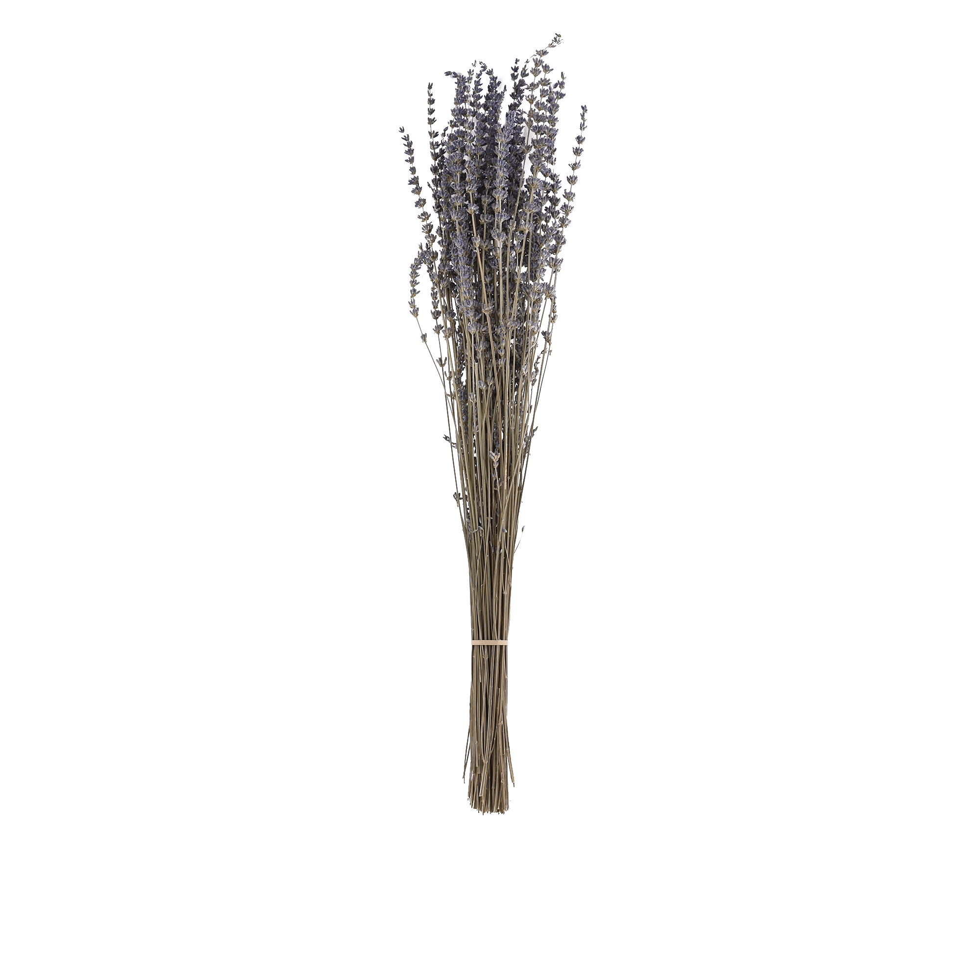 LAVENDULA ANGUSTIFOLIA  NATURAL L 60 cm