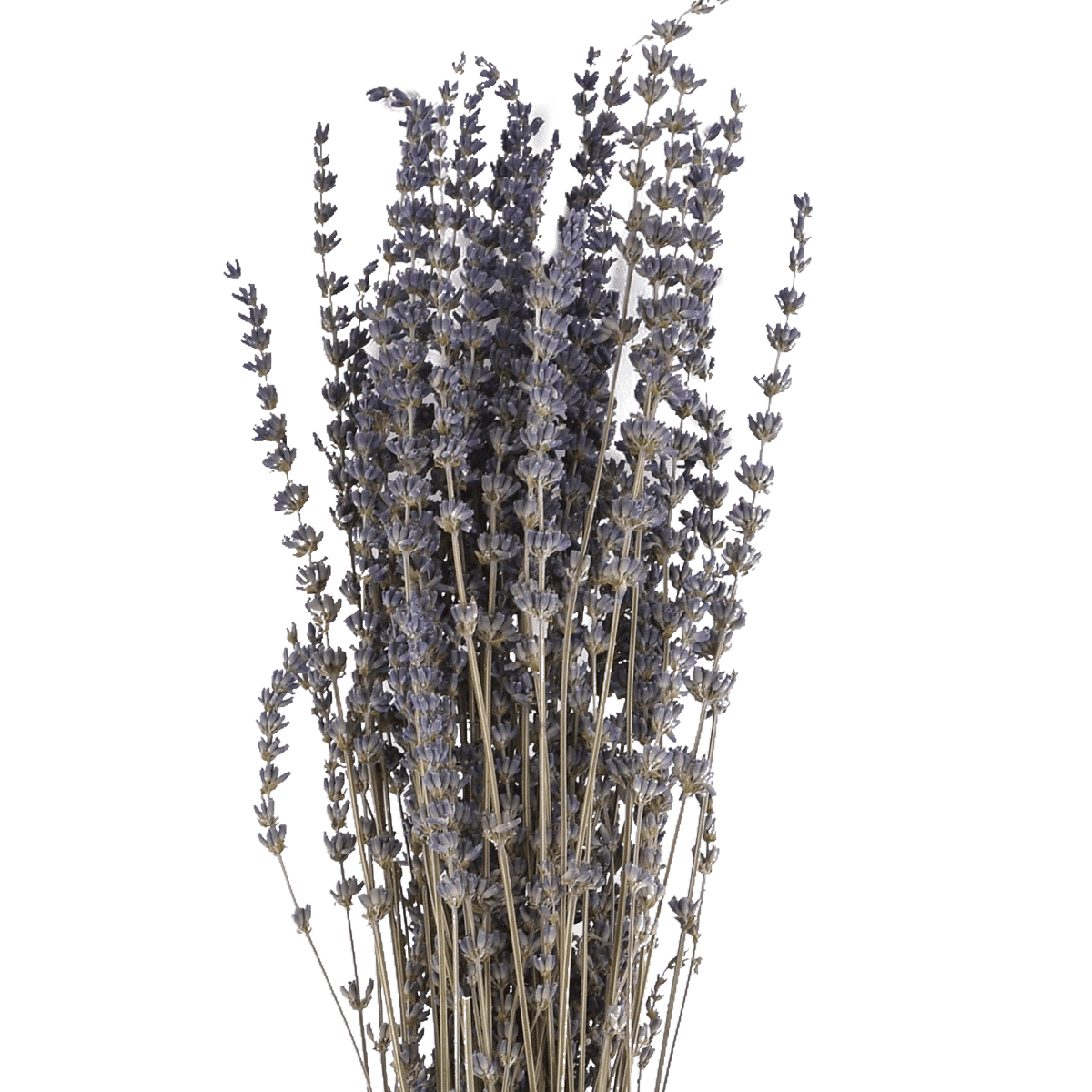 LAVENDULA ANGUSTIFOLIA  NATURAL L 40 cm