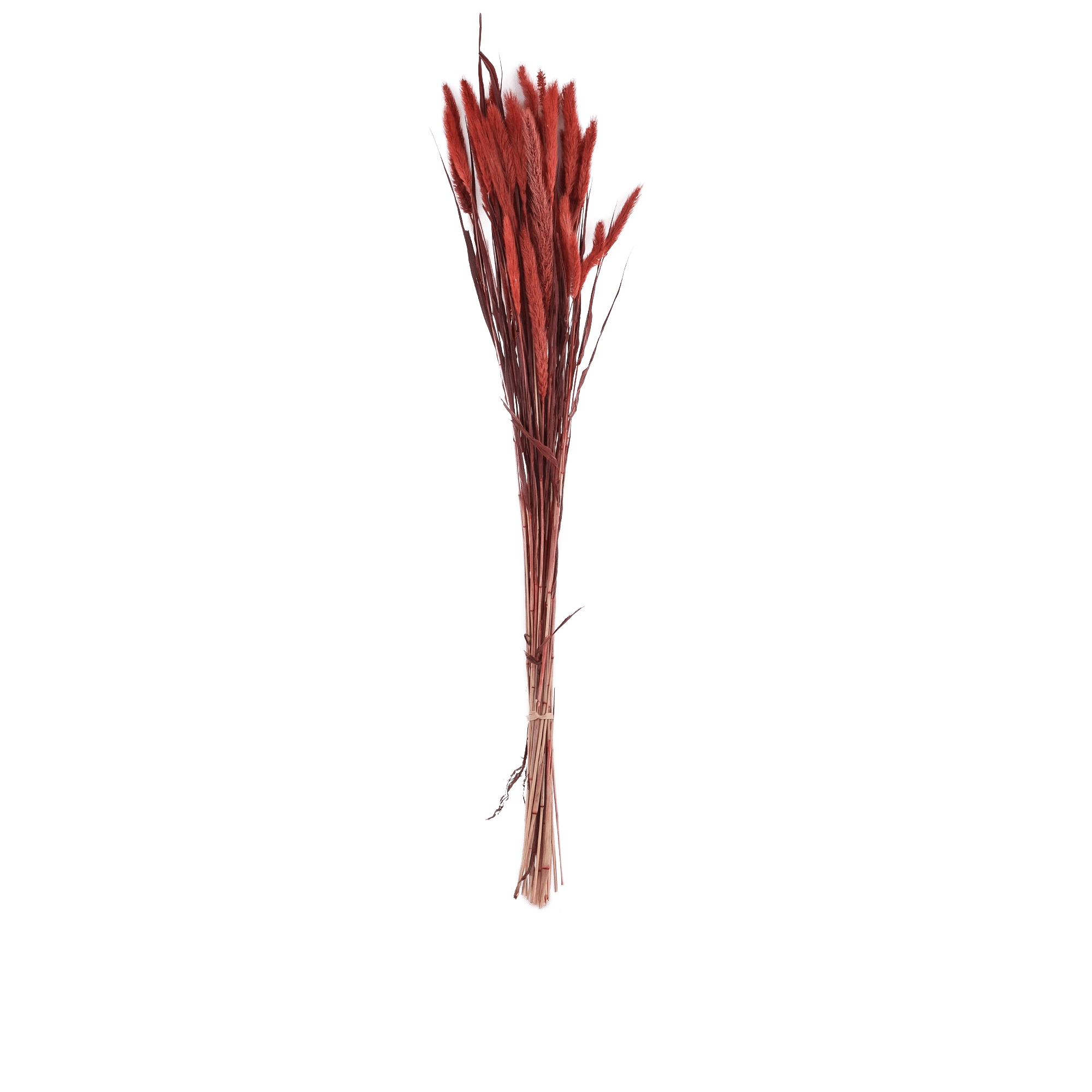 SETAIRA VIRIDIS  RED L 50 cm