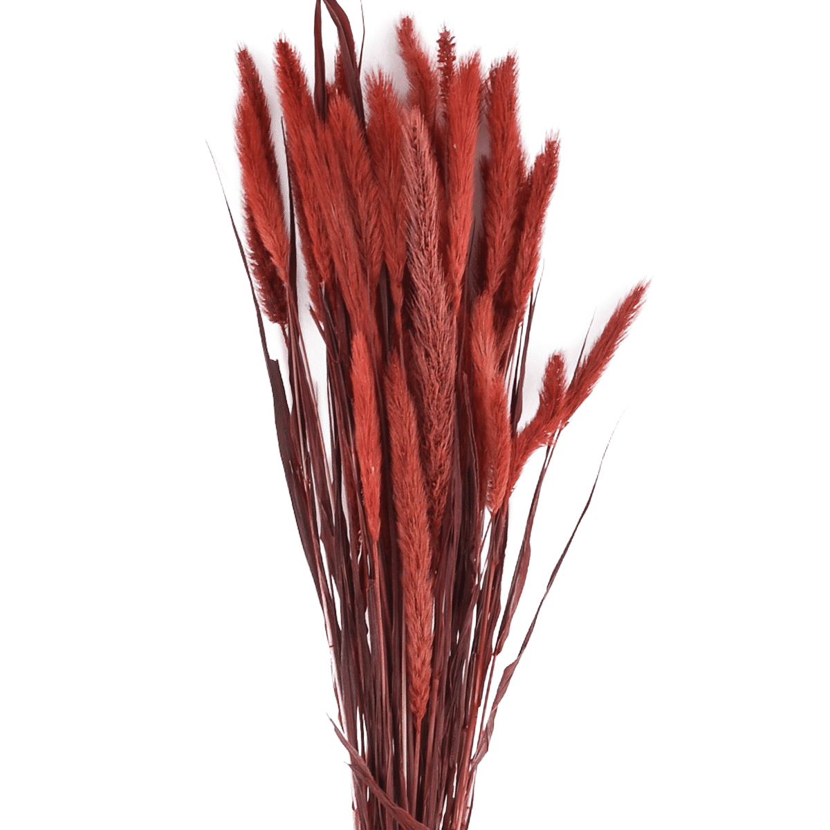 SETAIRA VIRIDIS  RED L 50 cm