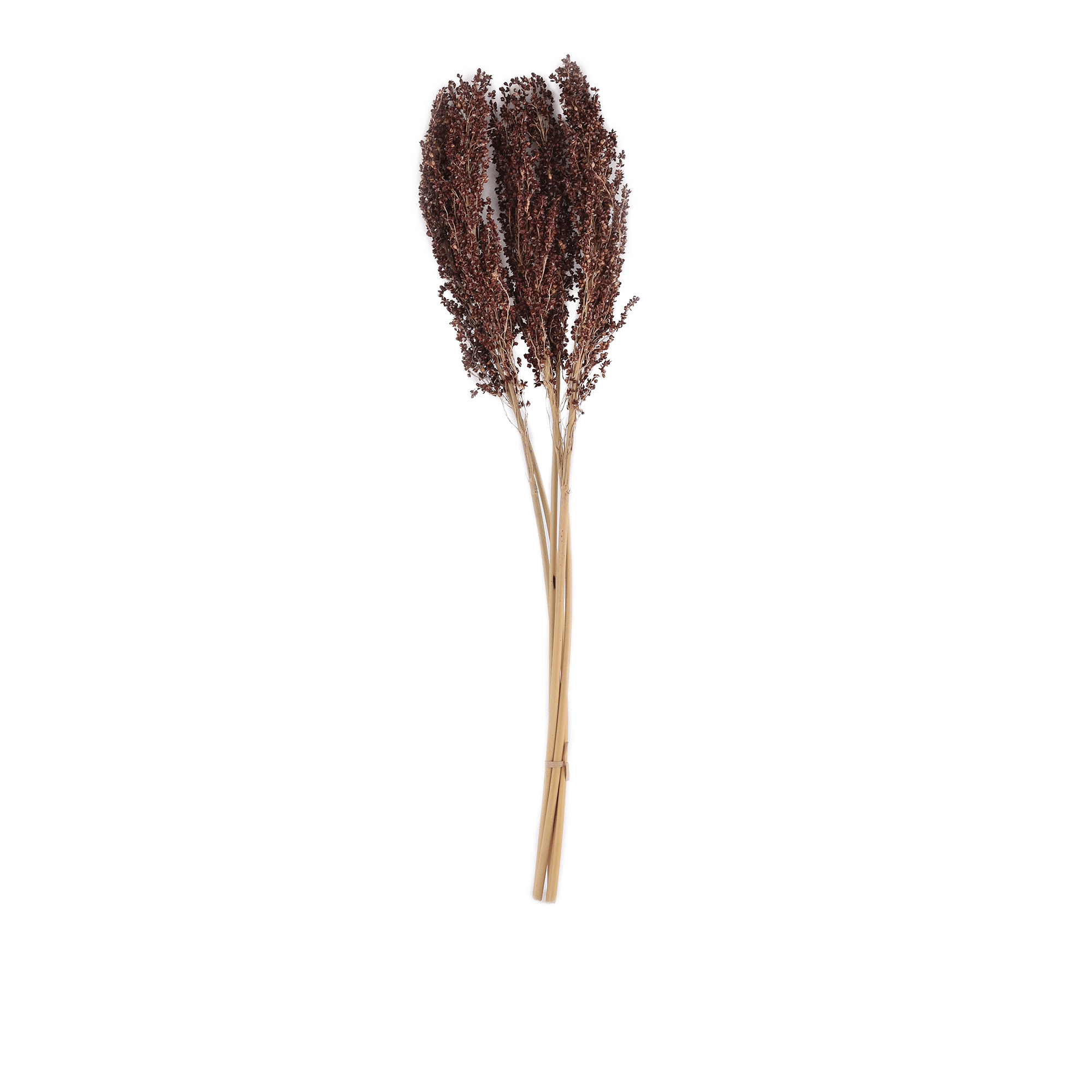 SORGHUM NATURAL L 60 cm