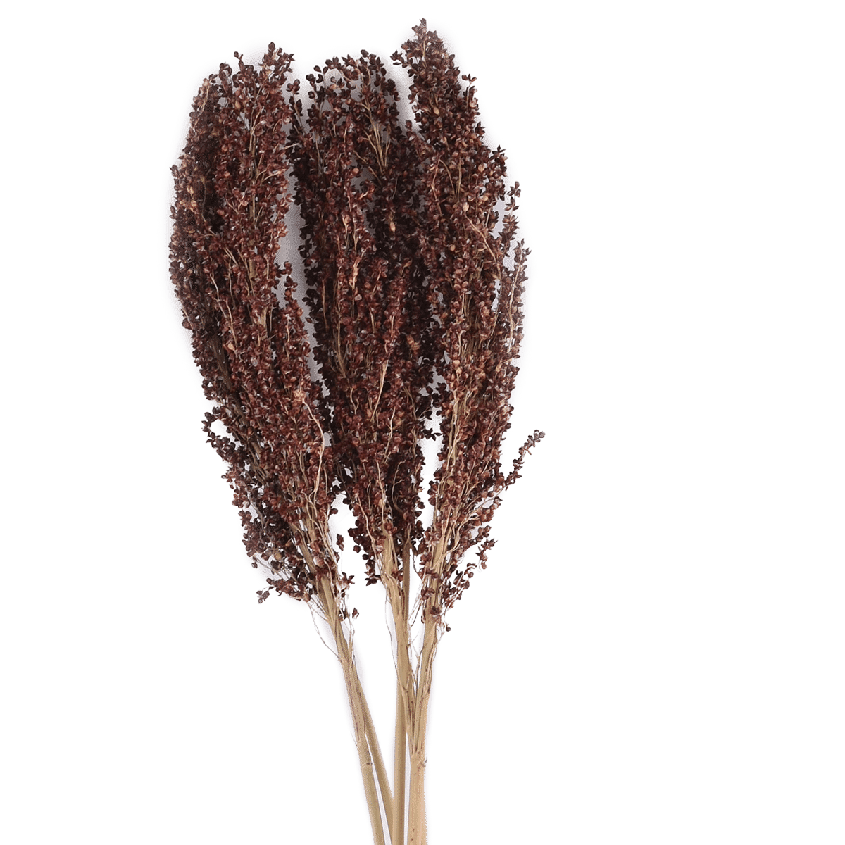 SORGHUM NATURAL L 60 cm