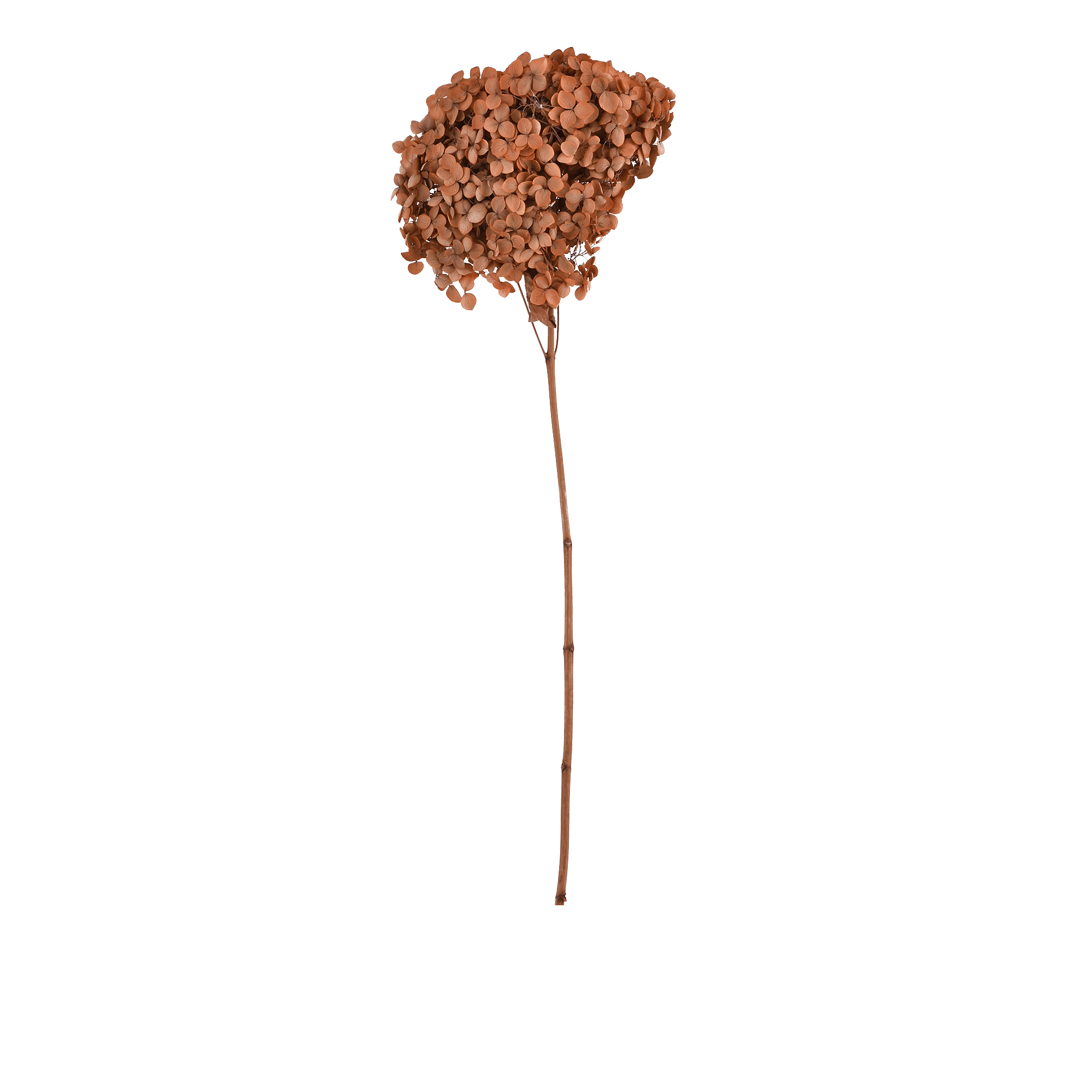 HYDRANGEA MACROPHYLLA  LIGHT COFFEE L 18 cm