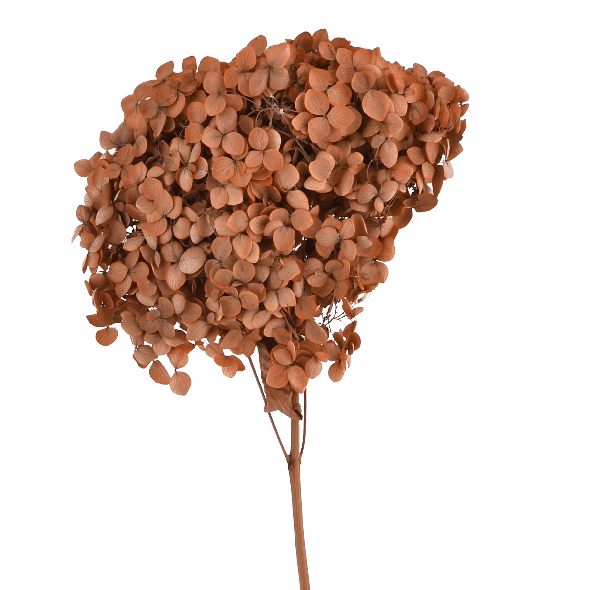 HYDRANGEA MACROPHYLLA  LIGHT COFFEE L 18 cm