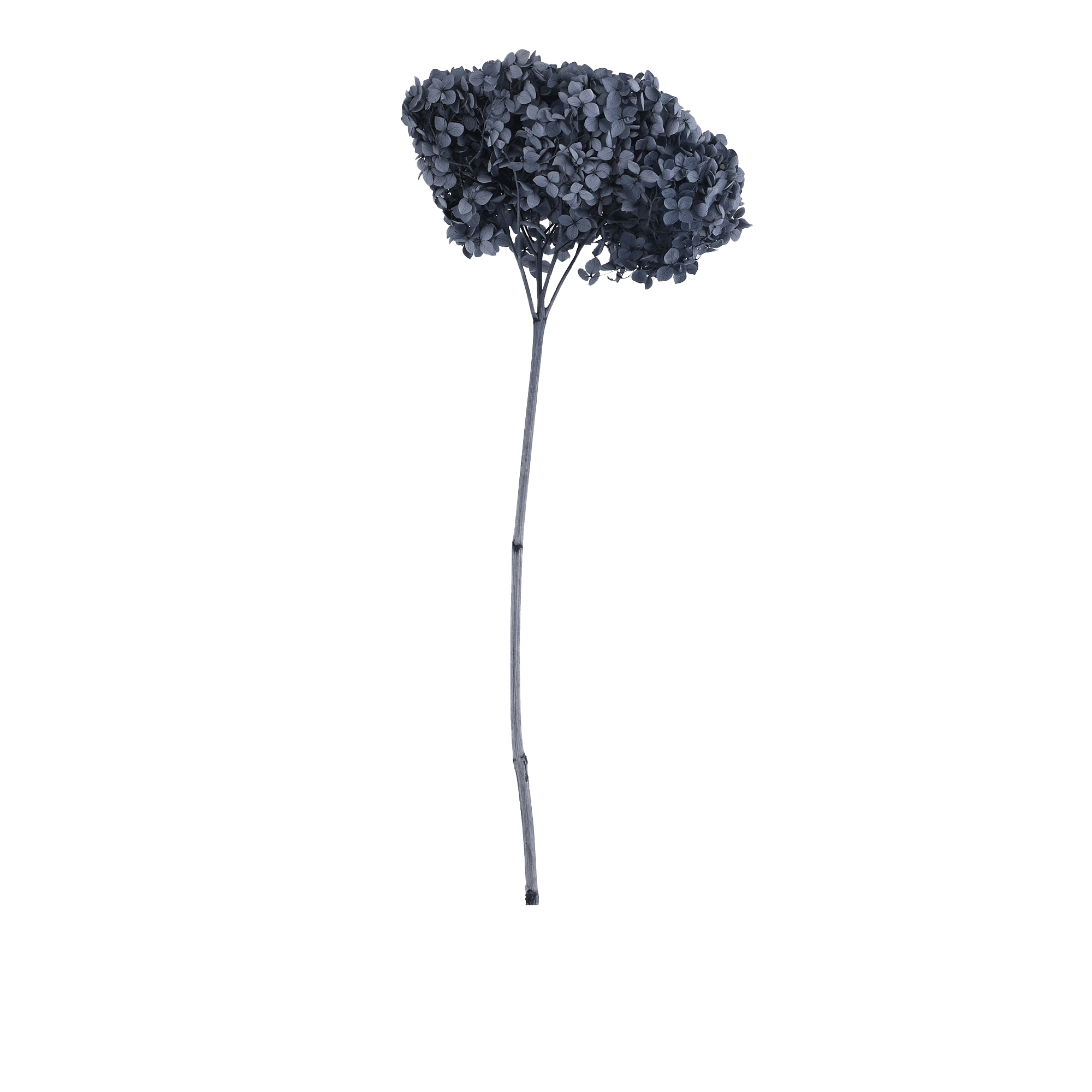 HYDRANGEA MACROPHYLLA  GREY L 18 cm