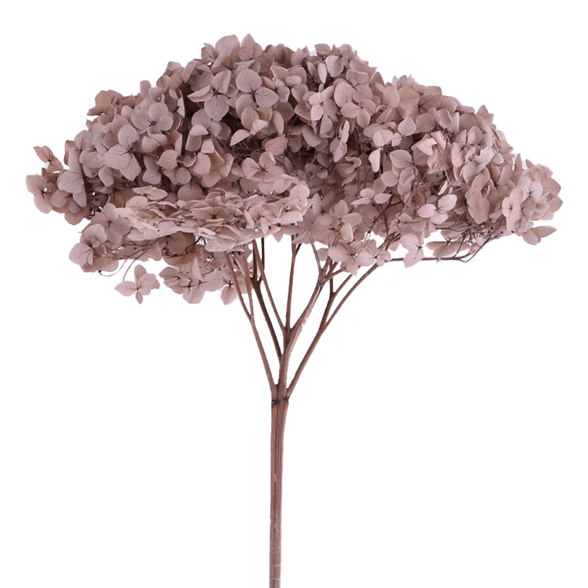 HYDRANGEA MACROPHYLLA  COFFEE L 18 cm